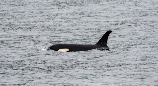 Killer whale (Orcinus orca), Orca, Resurrection Bay, Kenai Fjords National Park, Kenai Peninsula,