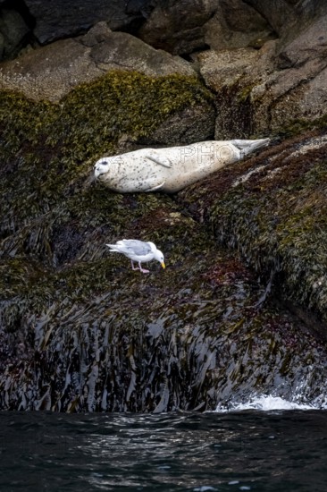 Harbour seal (Phoca vitulina) lying on rocks on the coast, Kenai Fjords National Park, Kenai