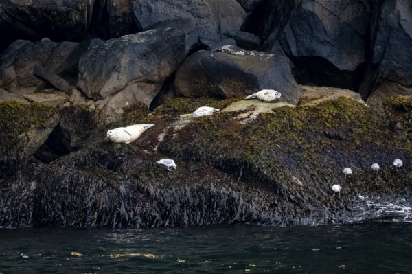 Harbour seals (Phoca vitulina) lying on rocks on the coast, Kenai Fjords National Park, Kenai