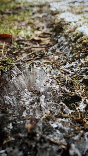 Ice structures grow in threads from the ground on snow and soil at close range, Frankenwald nature