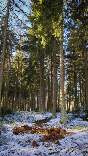 An open area in the forest with a mixture of snow and earth, forest floor churned up by wild boar