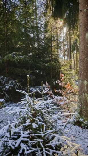 A forest with snow-covered trees and sunlight penetrating through the leaves, Frankenwald nature