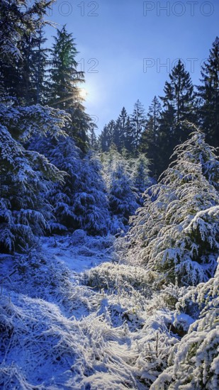 Snowy forest landscape with sunlight shining through the branches, Frankenwald nature park Park
