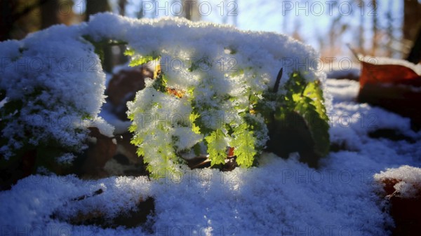 Green leaf under a layer of snow with brilliant light from above, Franconian Forest nature park