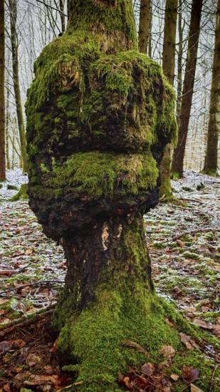 Tree trunk with lush moss and mushroom-like shape with face, green forest spirit, in a wintery