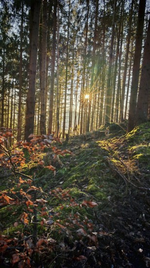 Sunbeams break through the forest and illuminate autumn leaves and shade, Franconian Forest nature