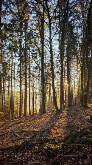 Soft sunlight falls through tall trees in autumn forest and creates long shadows, Franconian Forest