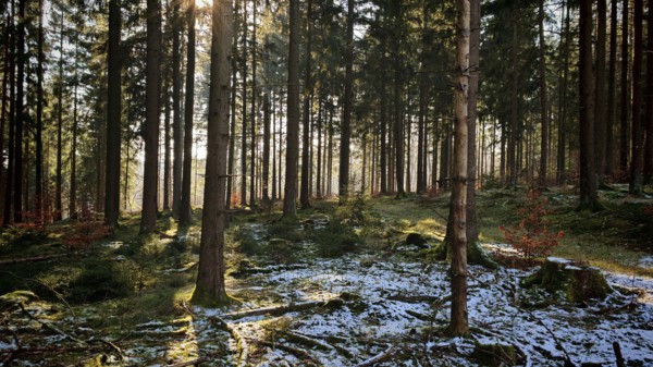 Forest with snow-covered ground and sun rays shining through the trees, Franconian Forest nature