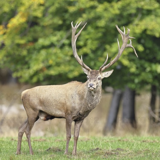 Red deer (Cervus elaphus) during the rutting season, capital stag in a forest clearing, wildlife,