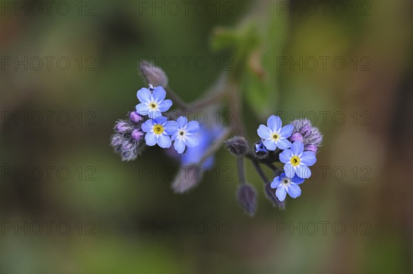 Field forget-me-not, field forget-me-not (Myosotis arvensis), tiny flowers, on a wild field,