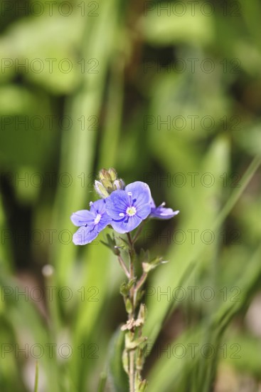 Gamander speedwell (Veronica chamaedrys), men's fritillary, flowers in a deciduous forest, blue