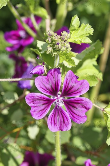 Common mallow (Malva sylvestris), flower in a meadow, medicinal plant, aromatic plant, medicinal