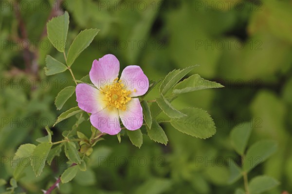 Dog rose (Rosa canina), dog rose, flower, North Rhine-Westphalia, Germany