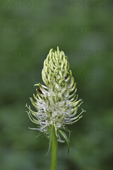 Spiked rampion (Phyteuma spicatum), greenish-white flowers in a forest clearing, Wilnsdorf, North