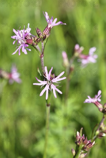 Cuckoo flower (Silene flos-cuculi), flower on a marshy meadow, Wilnsdorf, North Rhine-Westphalia,