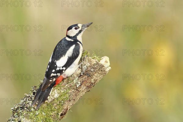 Great spotted woodpecker (Dendrocopos major) male, sitting on a tree trunk, North Rhine-Westphalia,