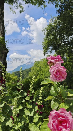 Rose blossoms (rosis) in the foreground against a backdrop of mountains and blue sky with clouds,
