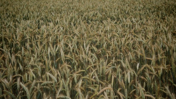 Densely overgrown field with grain (triticale) covering the entire image area, Franconian Forest