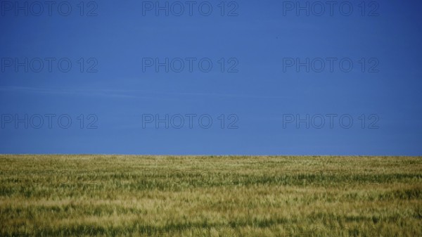 Extensive green field under a clear, calm blue summer sky, Rennsteig, Thuringian Forest nature park