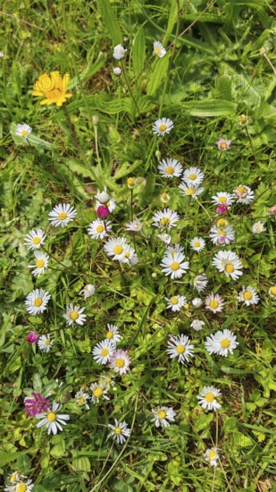 Colourful daisies (bellis perennis) scattered on a green meadow in sunny weather, Franconian Forest