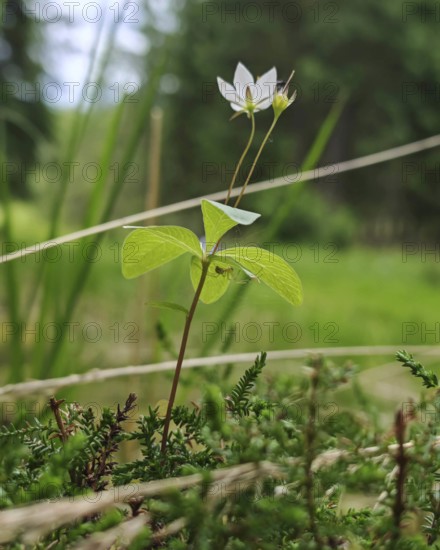 A delicate white flower of the forest lily (trillium) on a green meadow in a natural setting,