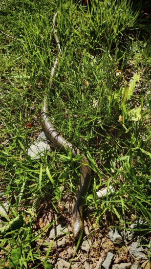 A slow worm (anguis fragilis) winds its way through tall grass in the sunlight, Franconian Forest