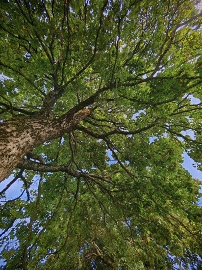 Frog-eye view of a treetop, green leaves against a blue sky, Upper Franconia