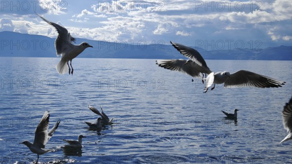 Seagulls (larinae) flying over a lake in a dynamic scene over the water, Lake Ohrid, North