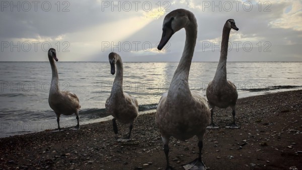 Close-up of four swans (cygnus) standing on the sandy beach while sun rays shine through the clouds