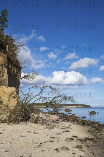 Demolition on cliffs, fallen tree, boulders, autumn, Lobbe, Mönchgut peninsula, Rügen, island,