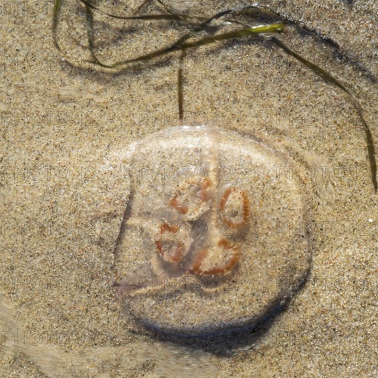 Jellyfish washed by water on the beach, Rügen, island, Baltic Sea, Mecklenburg-Western Pomerania,