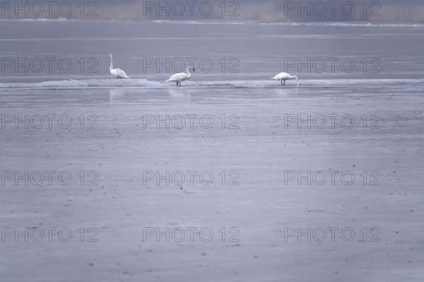 Three swans on a frozen lake, winter, Germany