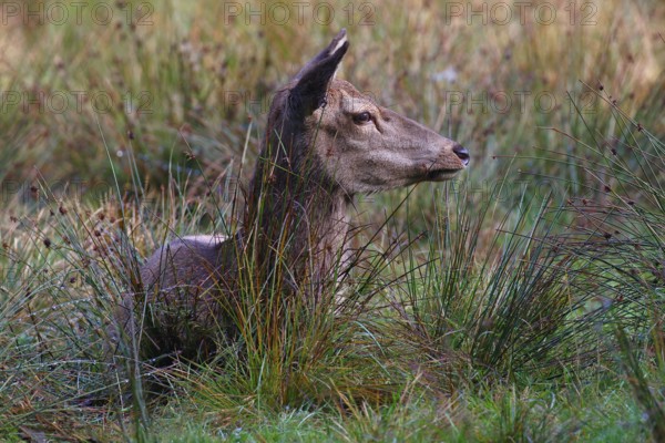 Red deer, Red deer, Red hind (Cervus elaopus) attentive looking female resting in a meadow in