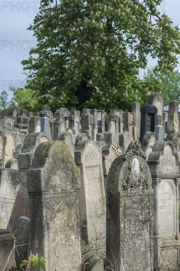 Gravestones at the Jewish cemetery, since 1866, flowering horse chestnut (Aesculus hippocastanum),