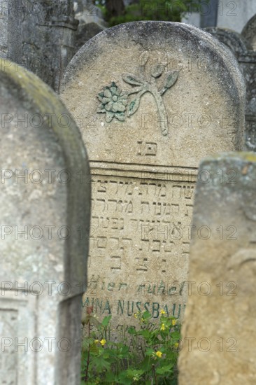 Tombstone with relief of flower, Jewish cemetery, since 1866, Czernowicz, Bukovina, Ukraine