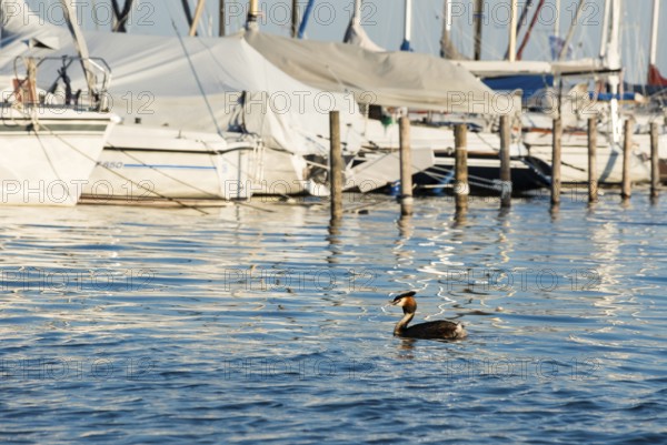 Great Crested Grebe (Podiceps Scalloped ribbonfish) swimming in calm water, marina with anchored