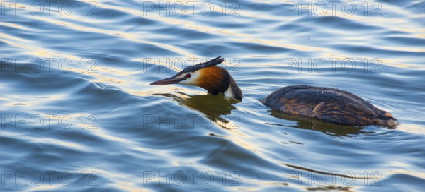 Great Crested Grebe (Podiceps Scalloped ribbonfish) swimming half submerged in blue and golden
