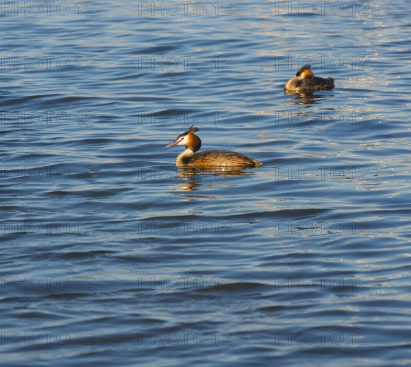 Two great crested grebes (Podiceps Scalloped ribbonfish) swimming side by side in blue and golden