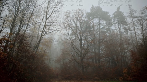 Clouds of fog sweep through the autumnal forest and create a quiet atmosphere, Thuringian Forest