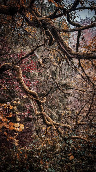 Branched branches with mossy and autumn-colored leaves create a mystical atmosphere, Thuringian