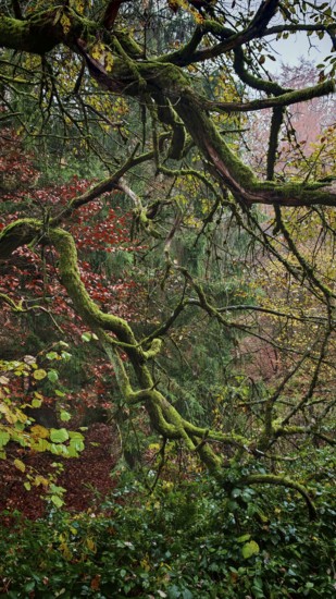 Moss-covered branches in the forest with autumn-colored leaves in the background, Thuringian Forest