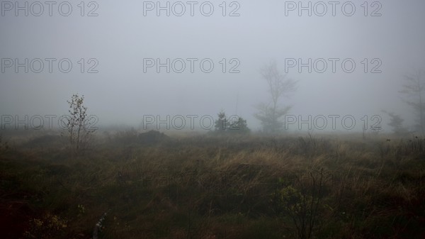 A foggy meadow landscape with scattered trees and a mystical atmosphere, Thuringian Forest nature