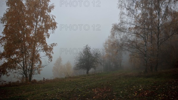 Foggy autumn landscape with scattered trees and a meadow in the foreground, Thuringian Forest