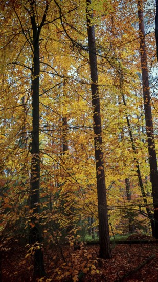Bright yellow foliage gives the forest, beech (fagus), a golden autumnal energy, Franconian Forest