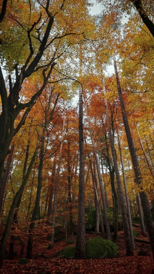 Towering trees in an autumn forest, vivid colors create a magical atmosphere, Franconian Forest