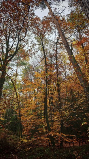 Trees in autumn dress, bright leaves create a warm, inviting atmosphere, Franconian Forest nature