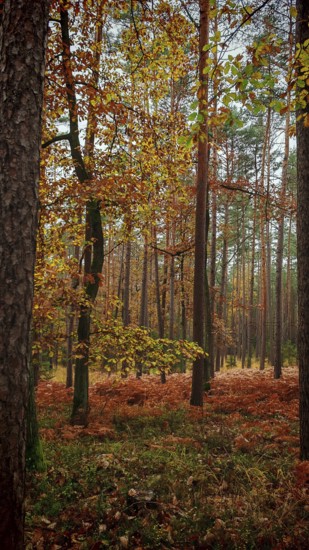 A quiet autumn forest with tall pine trees and colorful leaves on the ground, Franconian Forest