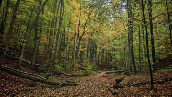 A quiet forest trail, covered by colorful leaves, snakes through the autumn forest, Hainich