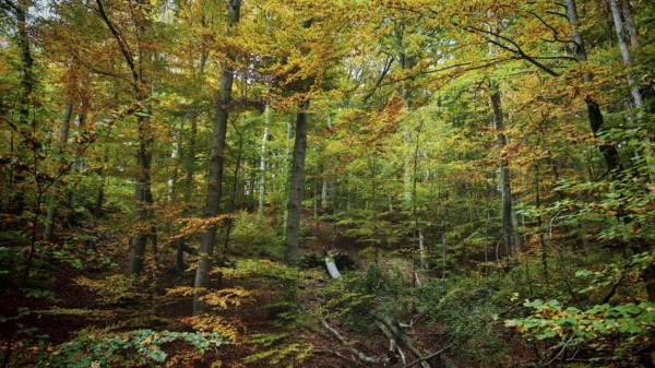 Autumn forest with tall trees, brightly coloured foliage and a peaceful atmosphere, Hainich