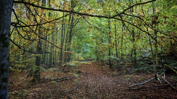 Trail through autumn forest with leaves on the trail and thick, green and yellow trees, Hainich
